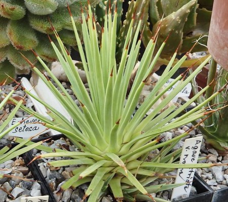Agave stricta v. nana